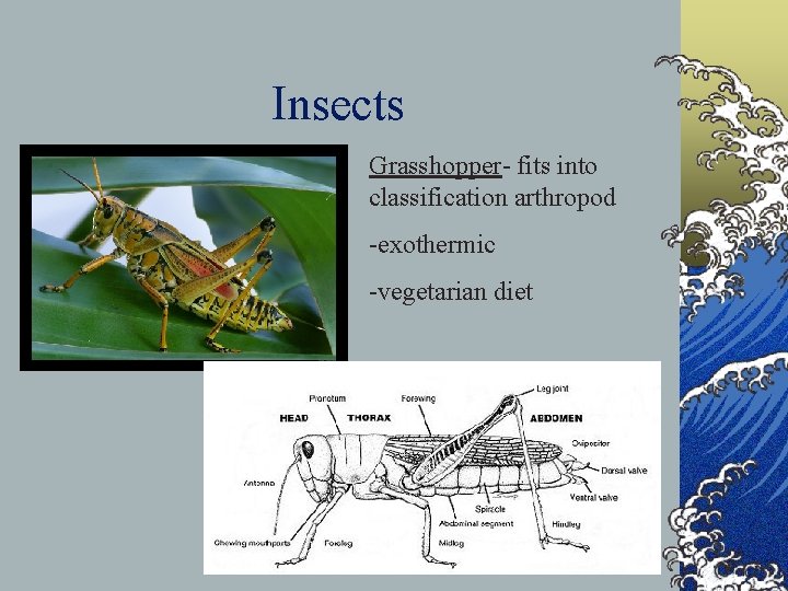 Insects Grasshopper- fits into classification arthropod -exothermic -vegetarian diet 