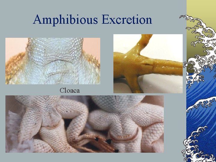 Amphibious Excretion Cloaca 
