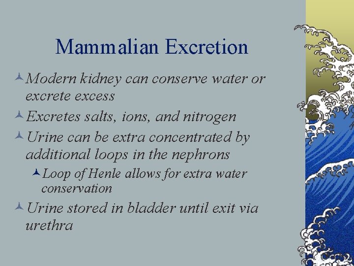 Mammalian Excretion ©Modern kidney can conserve water or excrete excess ©Excretes salts, ions, and