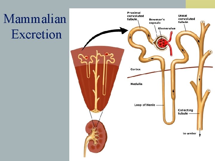 Mammalian Excretion 