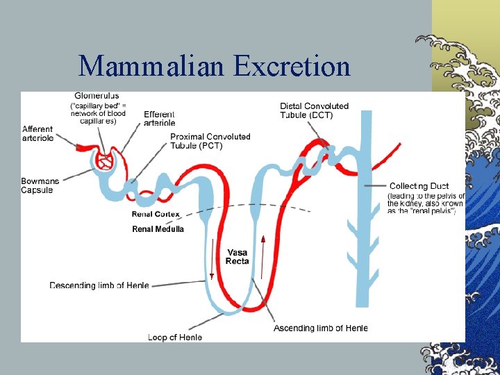 Mammalian Excretion 
