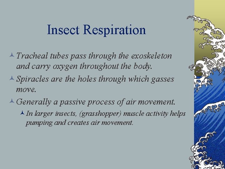 Insect Respiration © Tracheal tubes pass through the exoskeleton and carry oxygen throughout the
