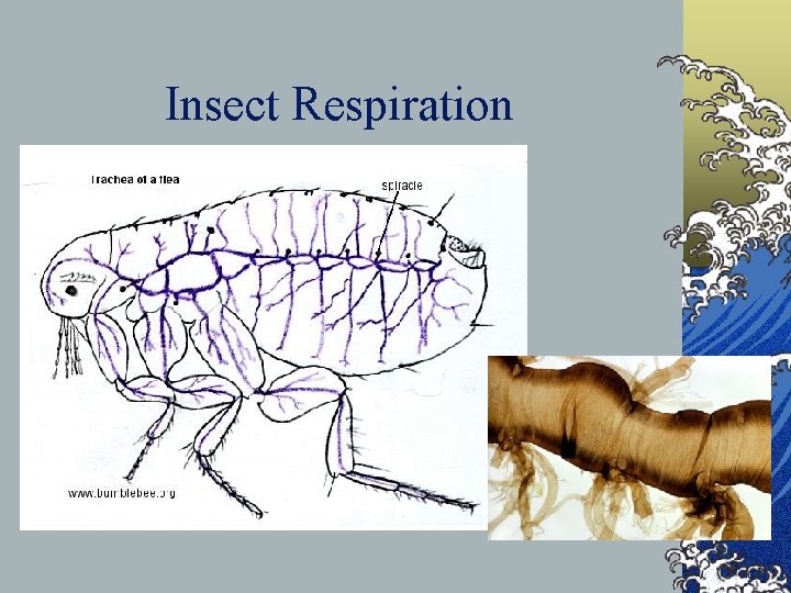 Insect Respiration 