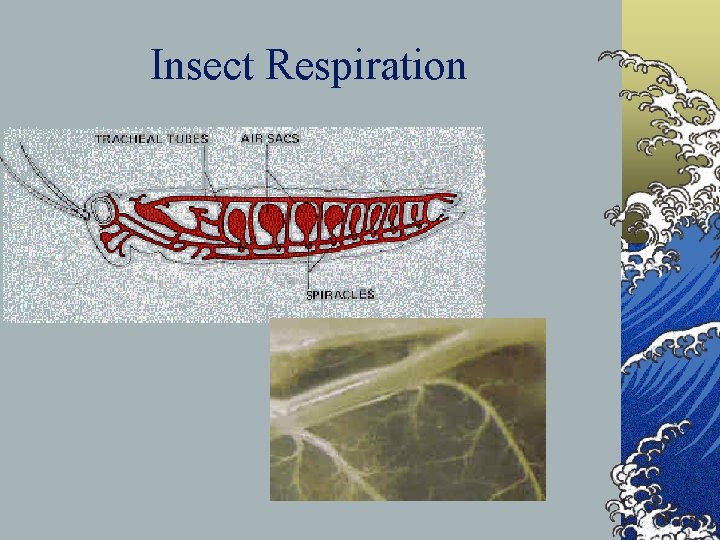 Insect Respiration 