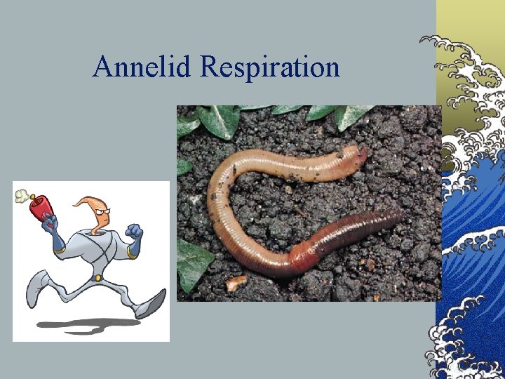 Annelid Respiration 