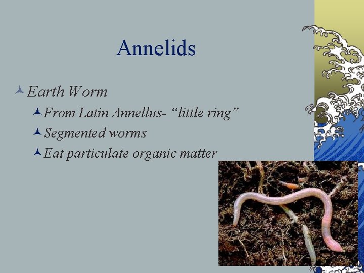 Annelids ©Earth Worm ©From Latin Annellus- “little ring” ©Segmented worms ©Eat particulate organic matter