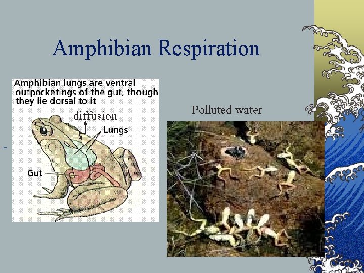 Amphibian Respiration diffusion Polluted water 