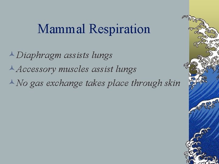 Mammal Respiration ©Diaphragm assists lungs ©Accessory muscles assist lungs ©No gas exchange takes place