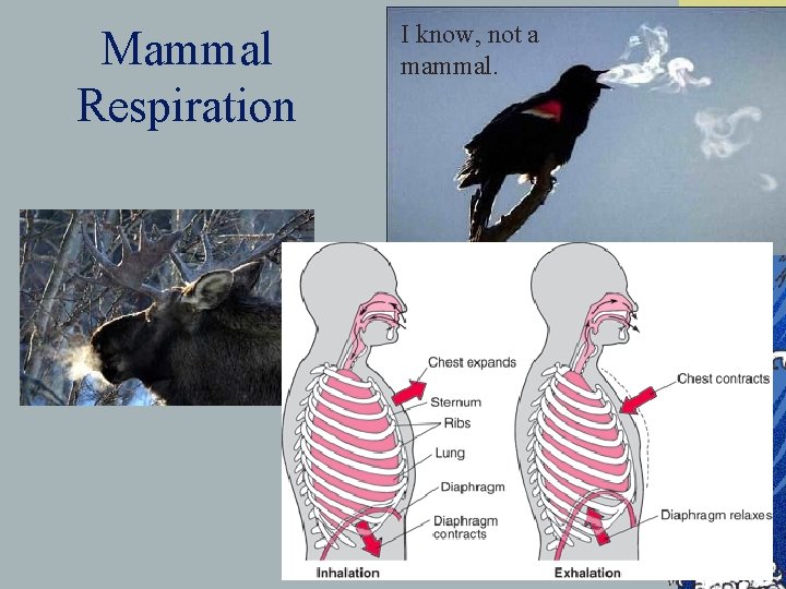 Mammal Respiration I know, not a mammal. 