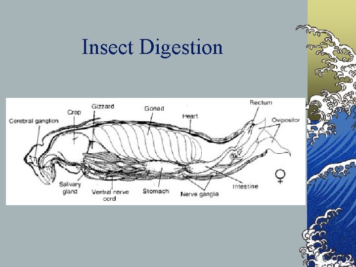 Insect Digestion 