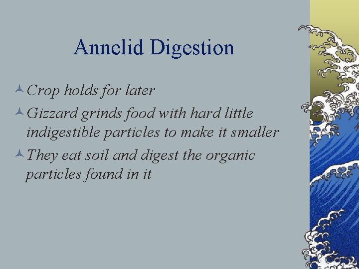 Annelid Digestion ©Crop holds for later ©Gizzard grinds food with hard little indigestible particles
