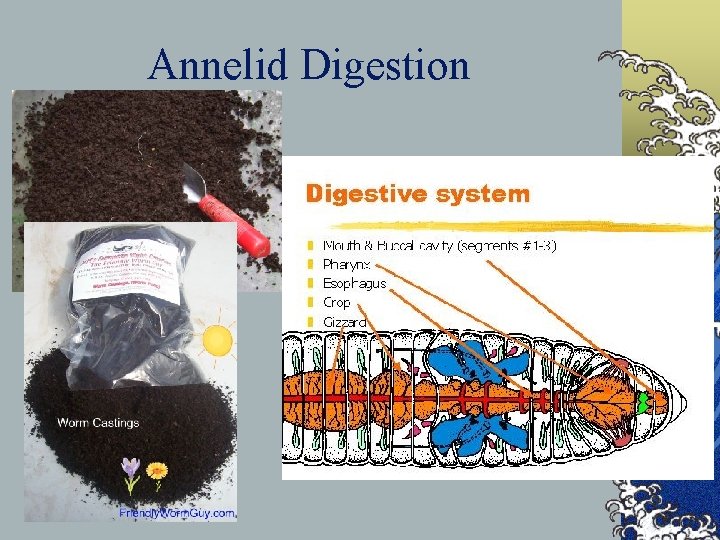 Annelid Digestion 