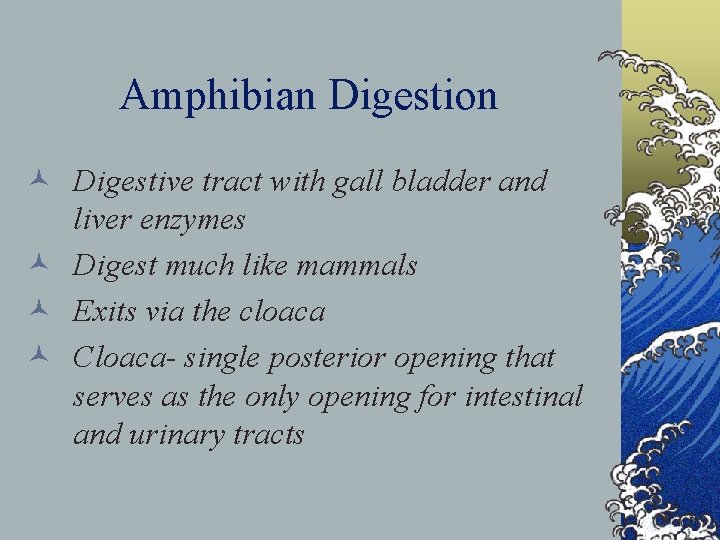 Amphibian Digestion © Digestive tract with gall bladder and liver enzymes © Digest much
