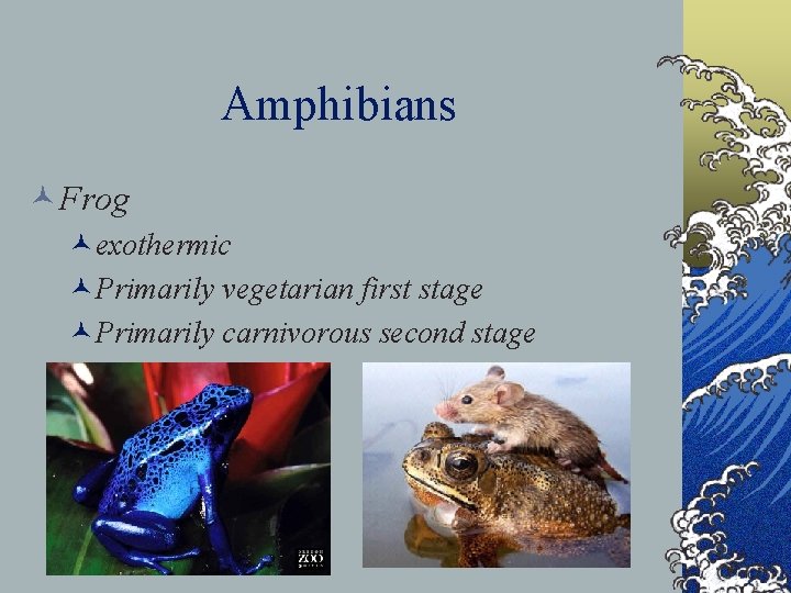 Amphibians ©Frog ©exothermic ©Primarily vegetarian first stage ©Primarily carnivorous second stage 