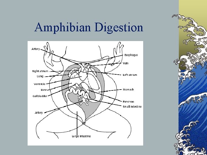 Amphibian Digestion 