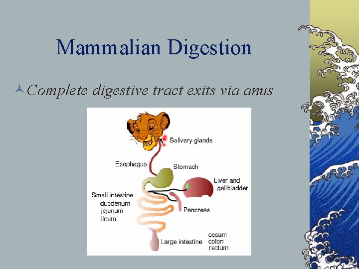 Mammalian Digestion ©Complete digestive tract exits via anus 