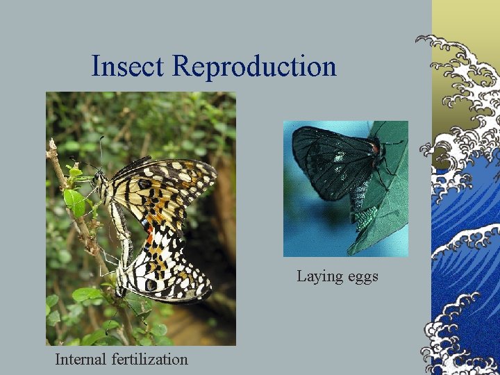 Insect Reproduction Laying eggs Internal fertilization 
