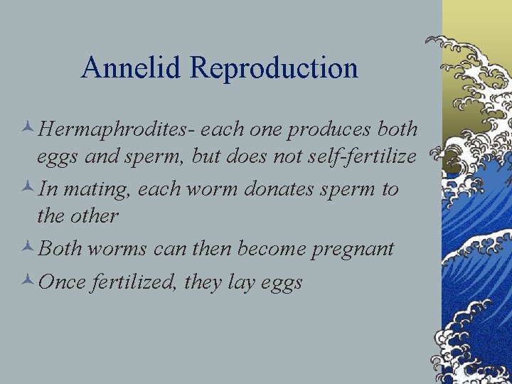Annelid Reproduction ©Hermaphrodites- each one produces both eggs and sperm, but does not self-fertilize