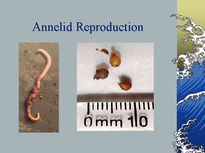 Annelid Reproduction 