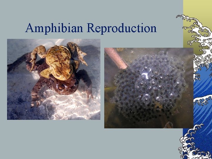 Amphibian Reproduction 