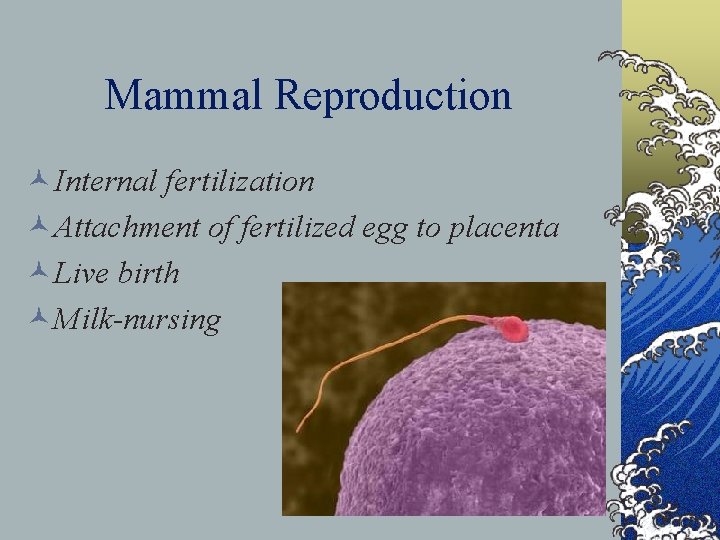 Mammal Reproduction ©Internal fertilization ©Attachment of fertilized egg to placenta ©Live birth ©Milk-nursing 