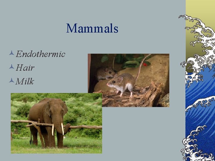 Mammals ©Endothermic ©Hair ©Milk 