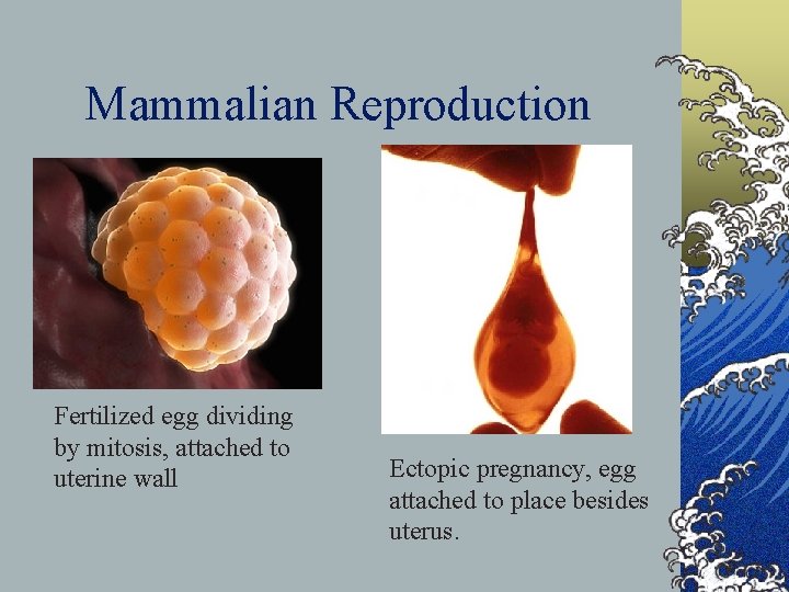 Mammalian Reproduction Fertilized egg dividing by mitosis, attached to uterine wall Ectopic pregnancy, egg