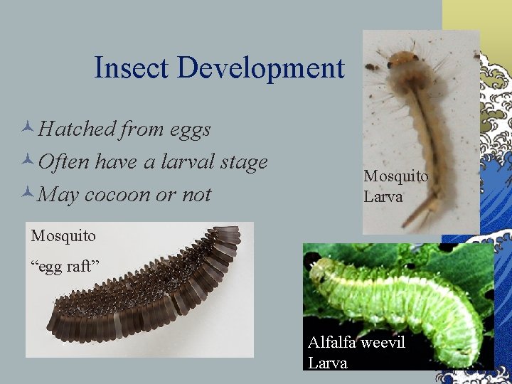 Insect Development ©Hatched from eggs ©Often have a larval stage ©May cocoon or not