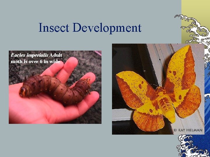 Insect Development Eacles imperialis Adult moth is over 6 in wide 