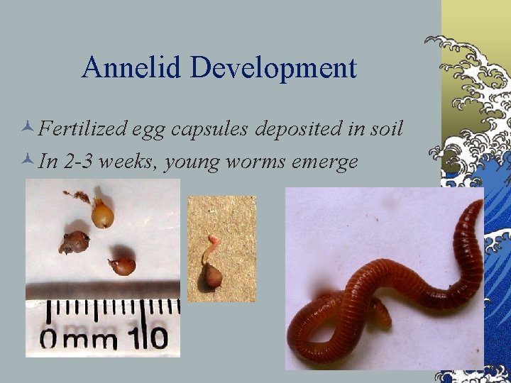 Annelid Development ©Fertilized egg capsules deposited in soil ©In 2 -3 weeks, young worms