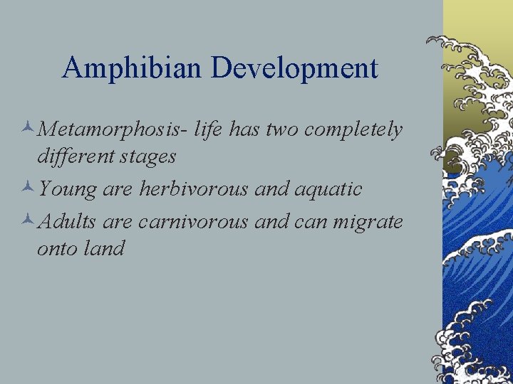 Amphibian Development ©Metamorphosis- life has two completely different stages ©Young are herbivorous and aquatic