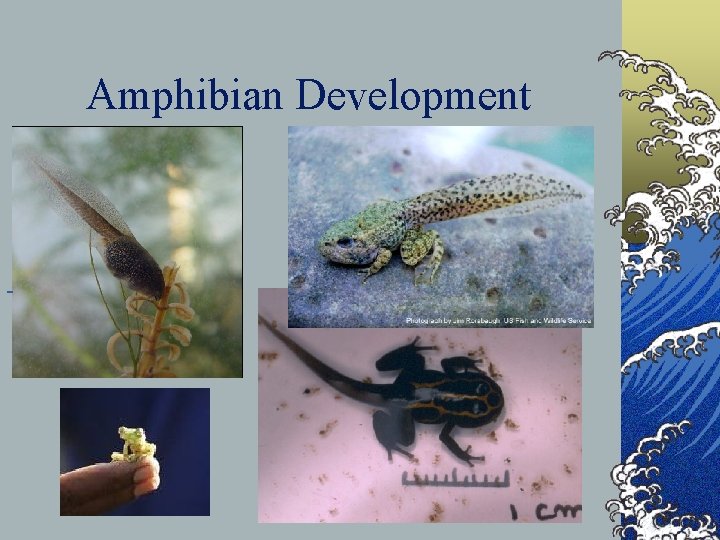 Amphibian Development 
