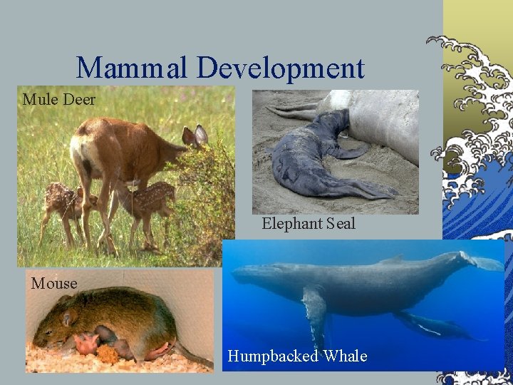 Mammal Development Mule Deer Elephant Seal Mouse Humpbacked Whale 