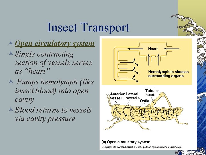 Insect Transport © Open circulatory system © Single contracting section of vessels serves as