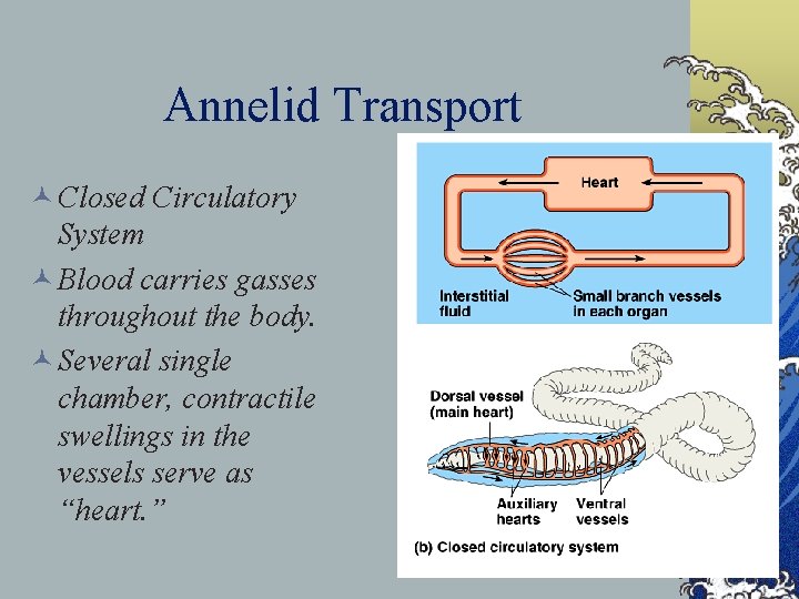 Annelid Transport © Closed Circulatory System © Blood carries gasses throughout the body. ©