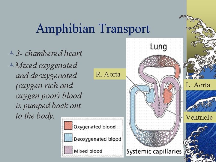 Amphibian Transport © 3 - chambered heart © Mixed oxygenated and deoxygenated (oxygen rich