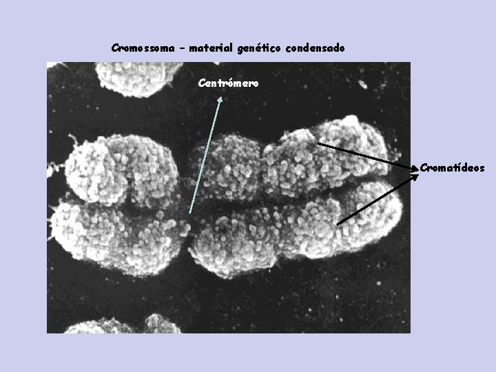 Cromossoma – material genético condensado Centrómero Cromatídeos 