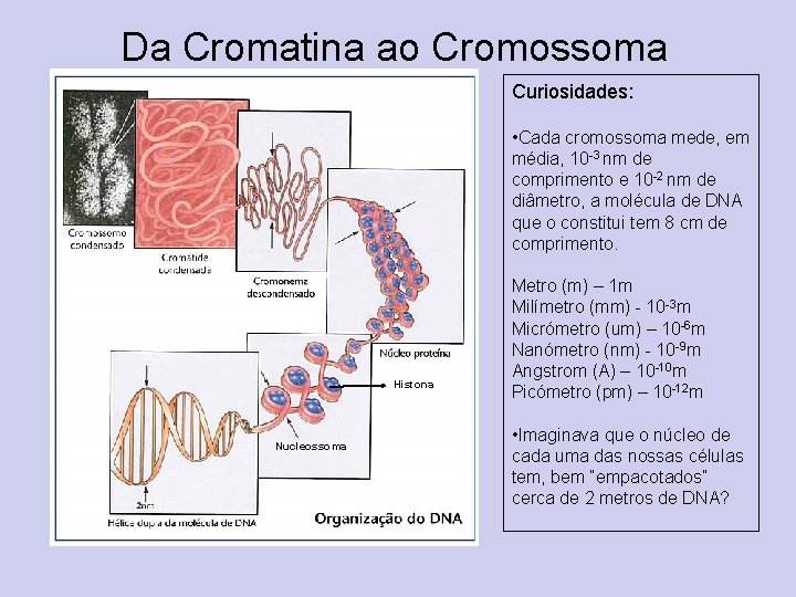 Da Cromatina ao Cromossoma Curiosidades: • Cada cromossoma mede, em média, 10 -3 nm