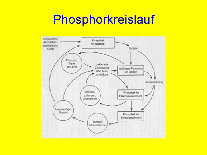 Phosphorkreislauf 