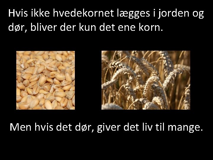 Hvis ikke hvedekornet lægges i jorden og dør, bliver der kun det ene korn.