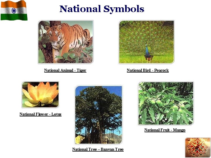 National Symbols National Animal - Tiger National Bird - Peacock National Flower - Lotus