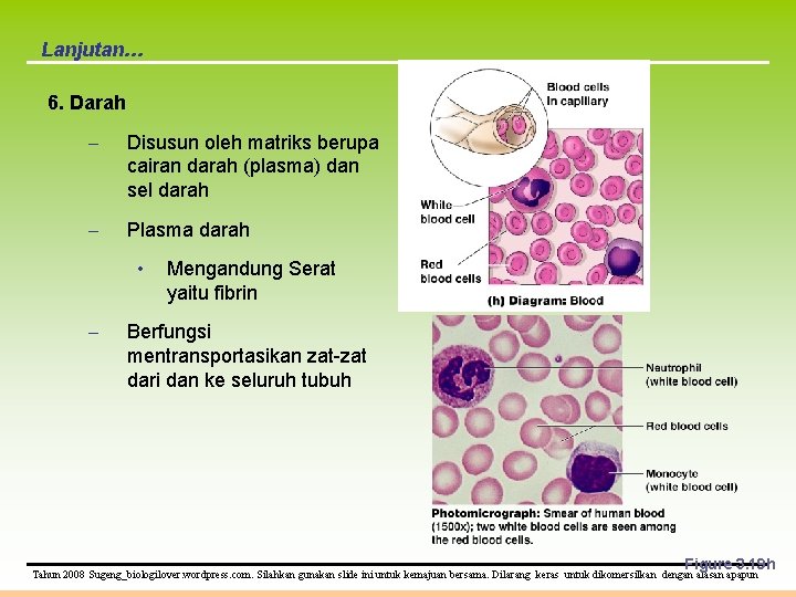 Lanjutan… 6. Darah – Disusun oleh matriks berupa cairan darah (plasma) dan sel darah