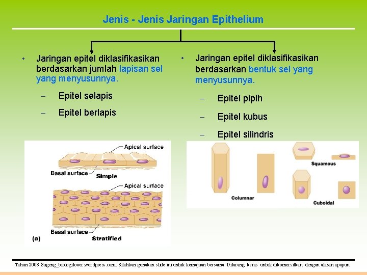 Jenis - Jenis Jaringan Epithelium • Jaringan epitel diklasifikasikan berdasarkan jumlah lapisan sel yang