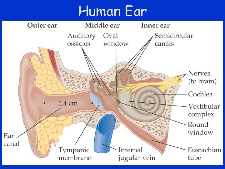 Human Ear 