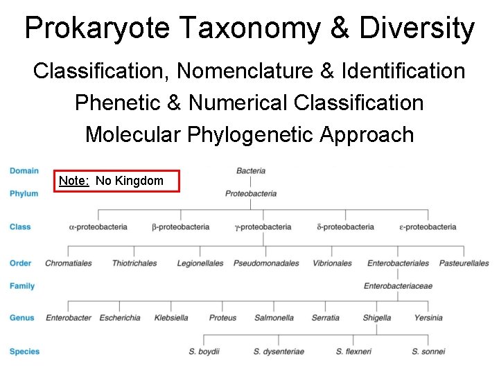 Prokaryote Taxonomy & Diversity Classification, Nomenclature & Identification Phenetic & Numerical Classification Molecular Phylogenetic