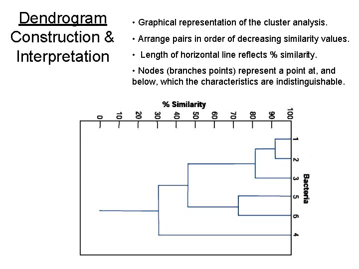 Dendrogram Construction & Interpretation • Graphical representation of the cluster analysis. • Arrange pairs