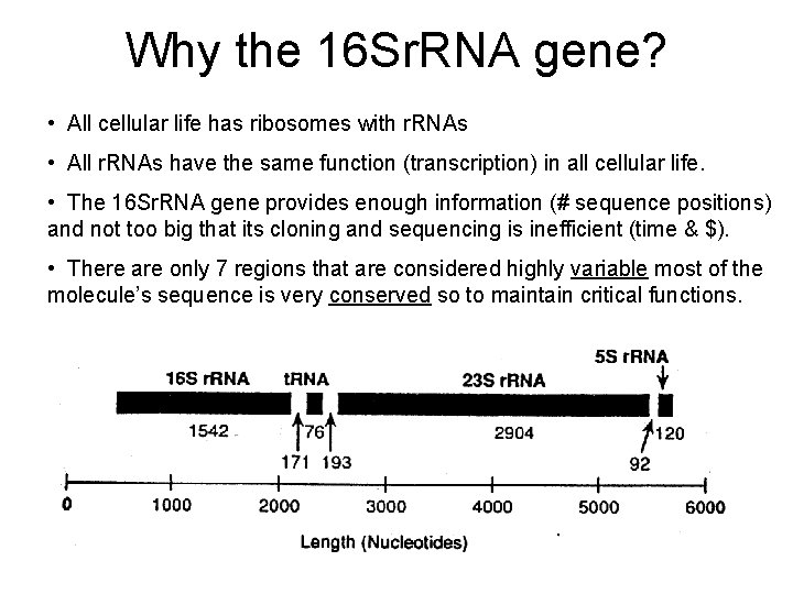 Why the 16 Sr. RNA gene? • All cellular life has ribosomes with r.