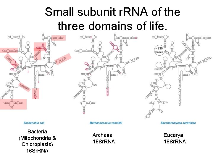 Small subunit r. RNA of the three domains of life. Bacteria (Mitochondria & Chloroplasts)