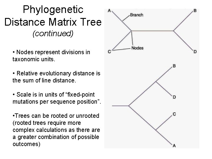 Phylogenetic Distance Matrix Tree (continued) • Nodes represent divisions in taxonomic units. • Relative