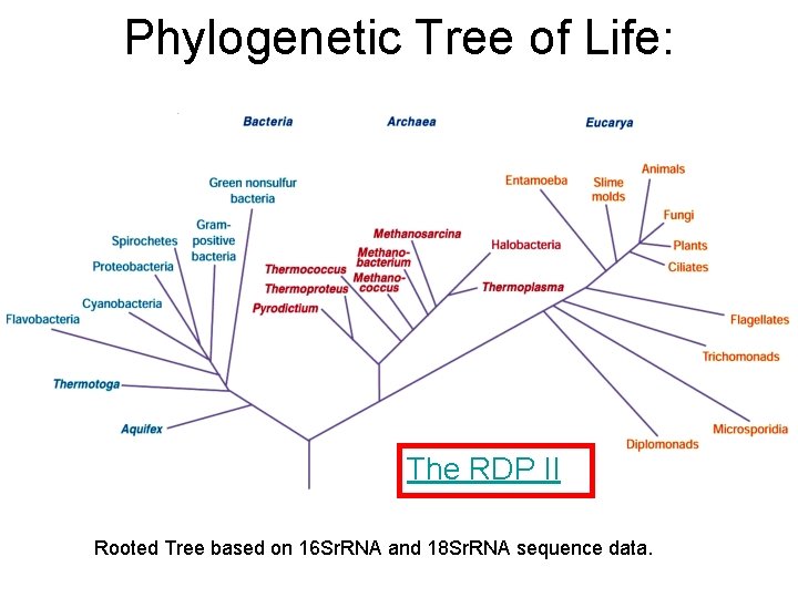 Phylogenetic Tree of Life: The RDP II Rooted Tree based on 16 Sr. RNA